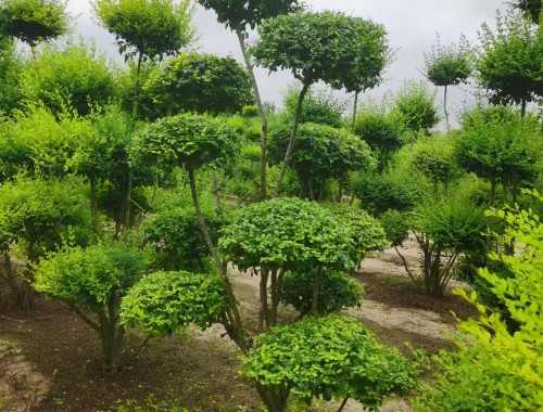 博鱼boyu：园林绿化工程荣誉证书模板
