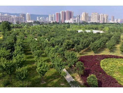 博鱼官方网站：孝义市城市绿化局任林生