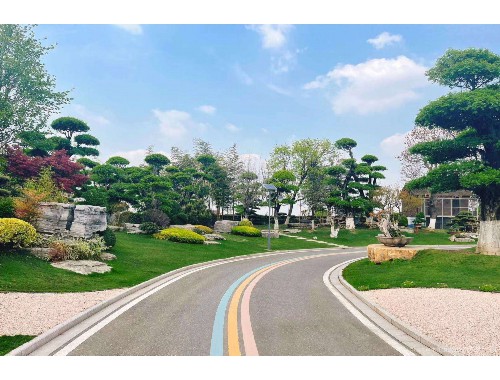 博鱼boyu体育官方平台：扬州城市绿化用苗种植