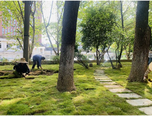 博鱼官方网站：萧山北塘河北岸绿化工程